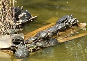 長寿の亀が日向ぼっこ