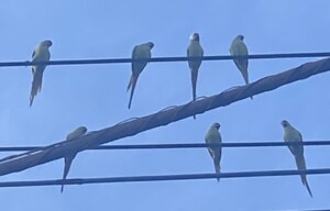 みずほの行員はソーシャルディスタンス