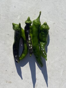 表皮が黒ずんだ万願寺とうがらし