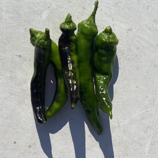 表皮が黒ずんだ万願寺とうがらし