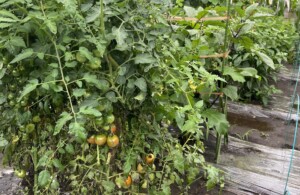 夏野菜のトマトが実り始めました。