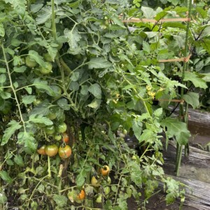 夏野菜のトマトが実り始めました。
