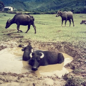 水浴びする水牛