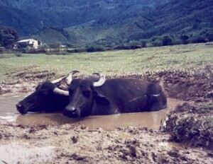 水牛のつぶらな瞳に魅せられる