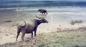 水辺を楽しむ水牛