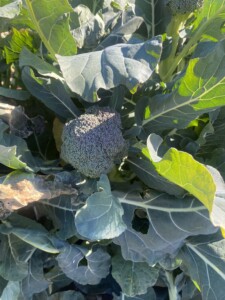 2回目の収穫を待つブロッコリー