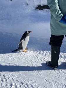 スタッフと対峙するファーストペンギン