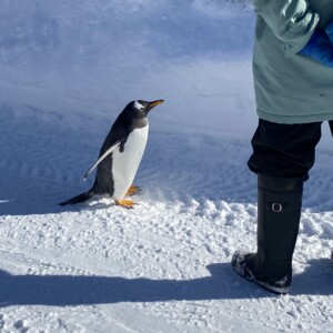 スタッフと対峙するファーストペンギン