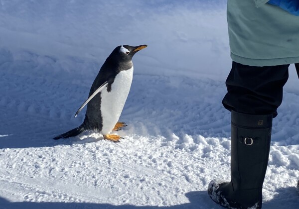 スタッフと対峙するファーストペンギン