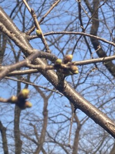 膨らむ桜の花房