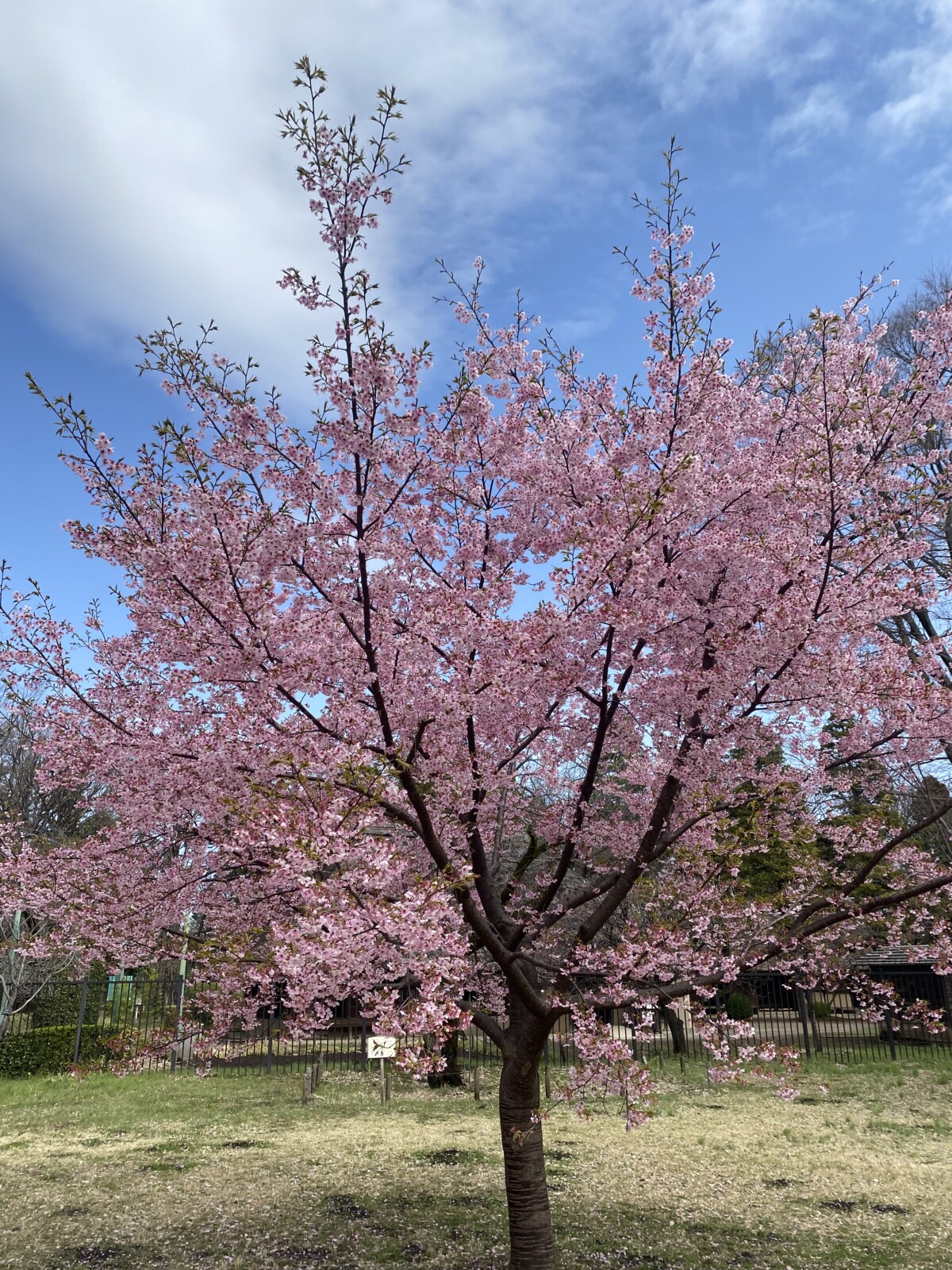 早咲きの桜はもう満開に