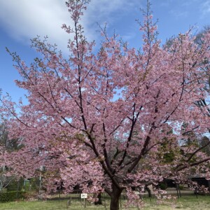 早咲きの桜はもう満開に