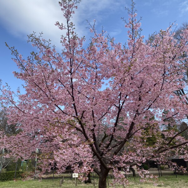 早咲きの桜はもう満開に