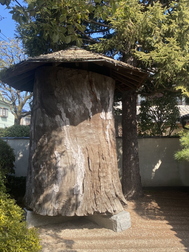 平櫛田中の未完の木