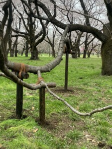 支えを増やしながら花が咲く桜の老木